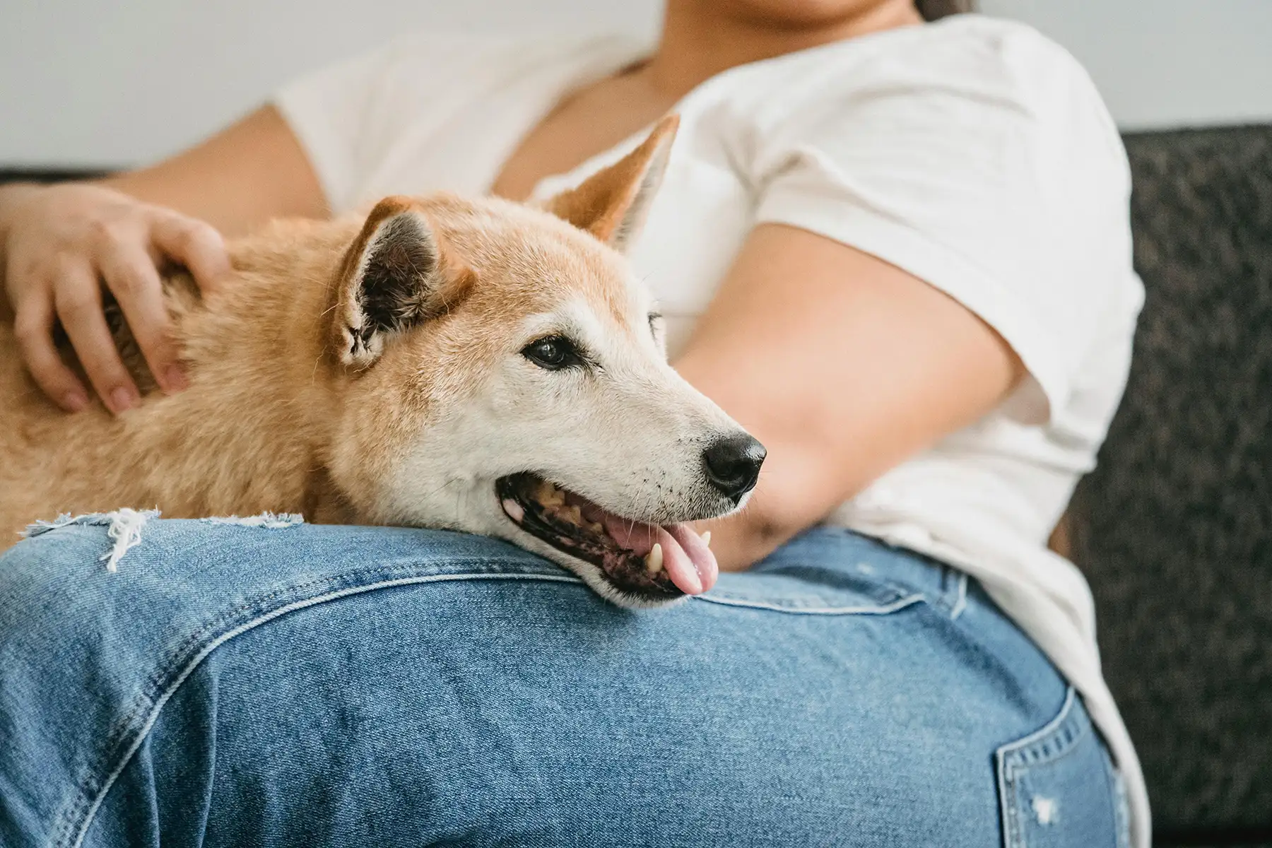 Parque para perros